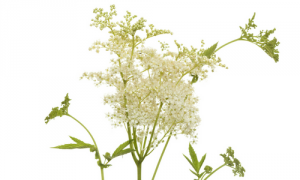 Filipendula ulmaria