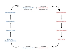 Poumons Sang pauvre en O2 Riche en CO2